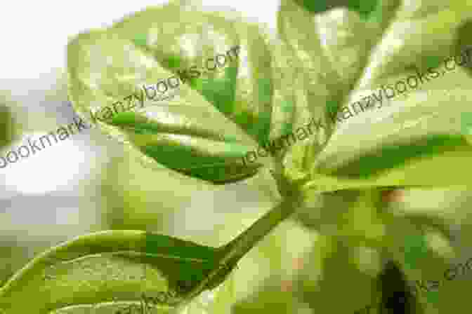 Basil Plant With Bright Green Aromatic Leaves 10 Essential Herbs: Everyone S Handbook To Health