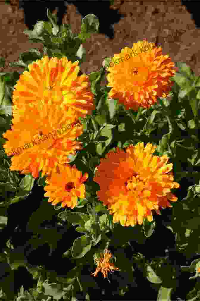 Calendula Plant With Bright Orange Flower Heads 10 Essential Herbs: Everyone S Handbook To Health