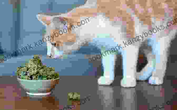 Cannabis The Cat To The Rescue Cannabis The Cat To The Rescue (The Adventures Of Cannabis The Cat)