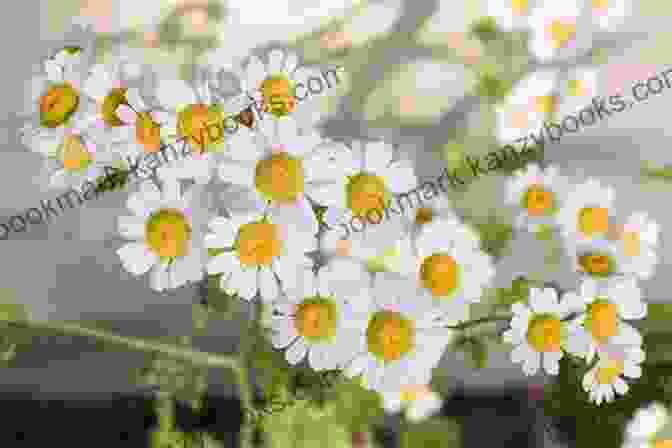 Chamomile Plant With Delicate White And Yellow Daisy Like Flowers 10 Essential Herbs: Everyone S Handbook To Health