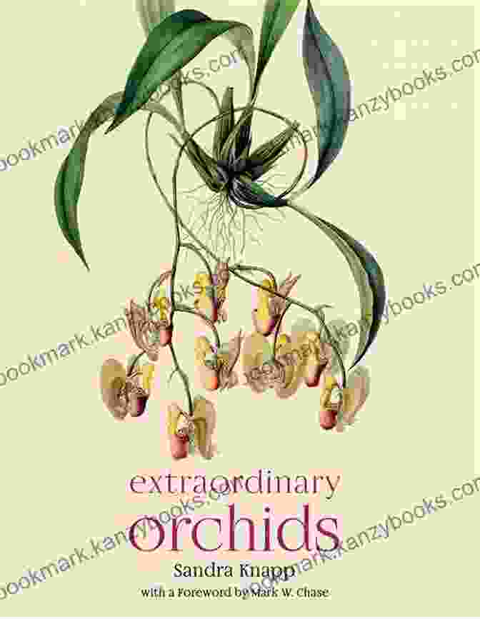 Cover Of Extraordinary Orchids By Sandra Knapp Extraordinary Orchids Sandra Knapp