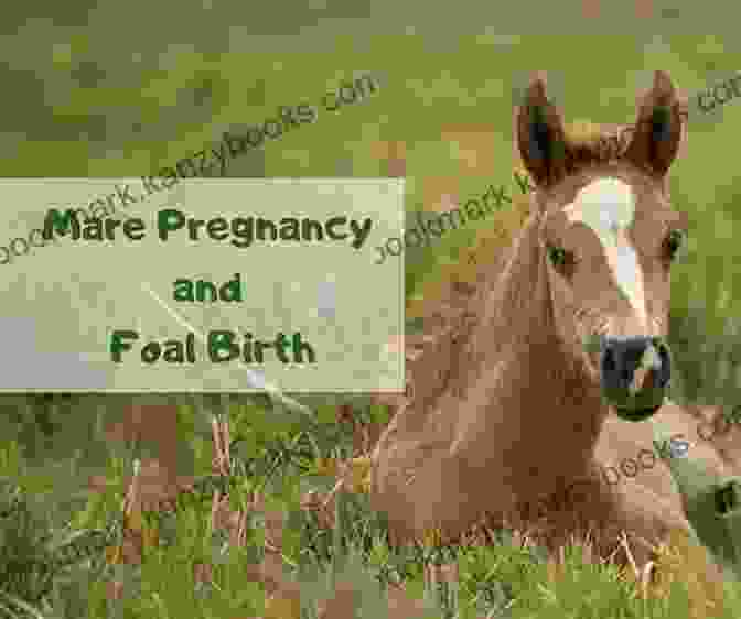 Foaling Mare: A Mare In The Process Of Giving Birth, Highlighting The Beauty And Wonder Of Foaling. The Horse Lover S Encyclopedia 2nd Edition: A Z Guide To All Things Equine: Barrel Racing Breeds Cinch Cowboy Curtain Dressage Driving Foaling Riding English Western And So Much More