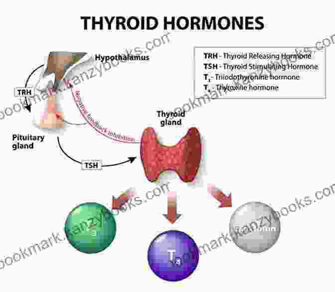 Hormones And Thyroid Health Guidebook The Female Body Blueprint: A Guide To Understanding Hormones And Thyroid Health