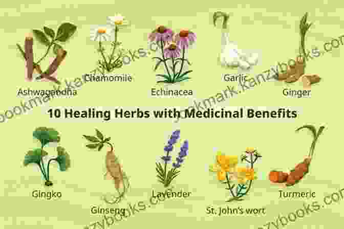 Individuals Using Medicinal Plants As Part Of Their Holistic Health Practices, Embracing The Power Of Nature To Heal Themselves. Herbal Medicine: Medicinal Plants To Treat Illnesses And Diseases: Sassafras Oil