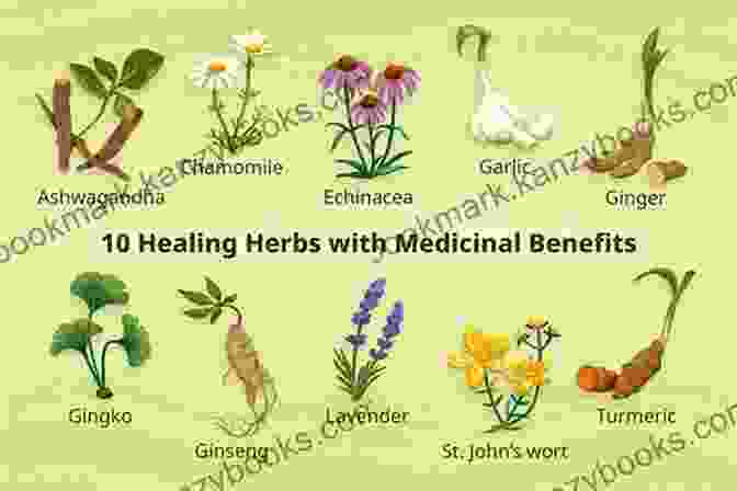 Medicinal Plants Displaying Vibrant Colors And Rich Textures, Showcasing Their Healing Properties. Herbal Medicine: Medicinal Plants To Treat Illnesses And Diseases: Sassafras Oil