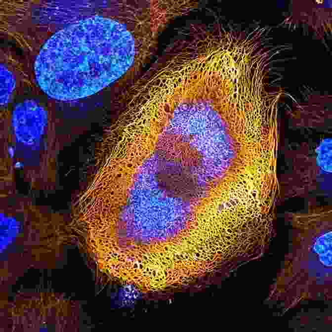 Microscopic View Of Skin Cells Revealing Their Complex Structure The New Science Of Perfect Skin: Understanding Skin Care Myths And Miracles For Radiant Skin At Any Age