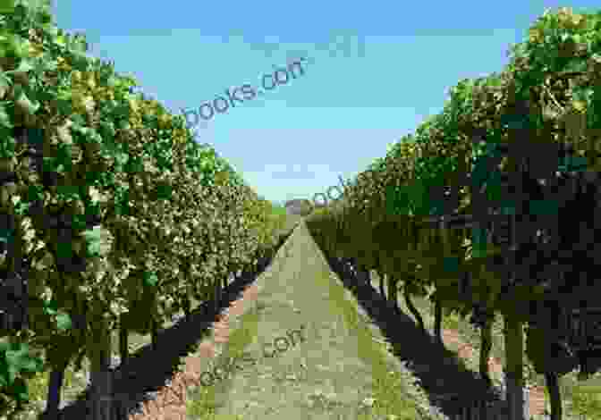 Vineyard In Vermont With Rows Of Grapevines Drink Vermont: Beer Wine And Spirits Of The Green Mountain State